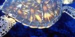 Chelonia mydas