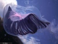 Aequorea sp.