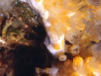 Alcyonacea