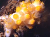 Alcyonacea