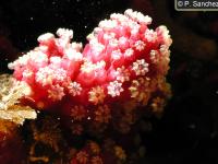 Alcyonacea