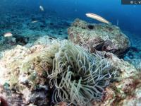 Anemonia sp.