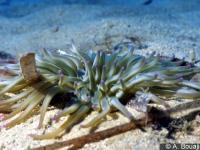 Anemonia sulcata