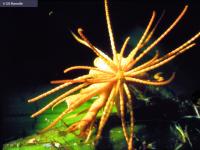 Annelid