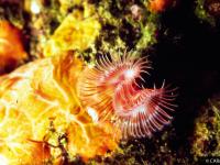 Serpulidae at Zembra