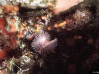 Serpulidae