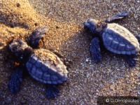 Caretta caretta