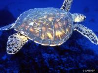 Chelonia mydas