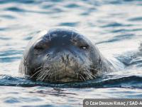 Monk Seal