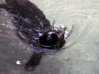 Monk Seal