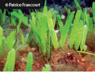 Caulerpa taxifolia : espèce invasive