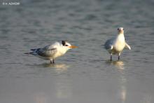 Oiseaux d'eau