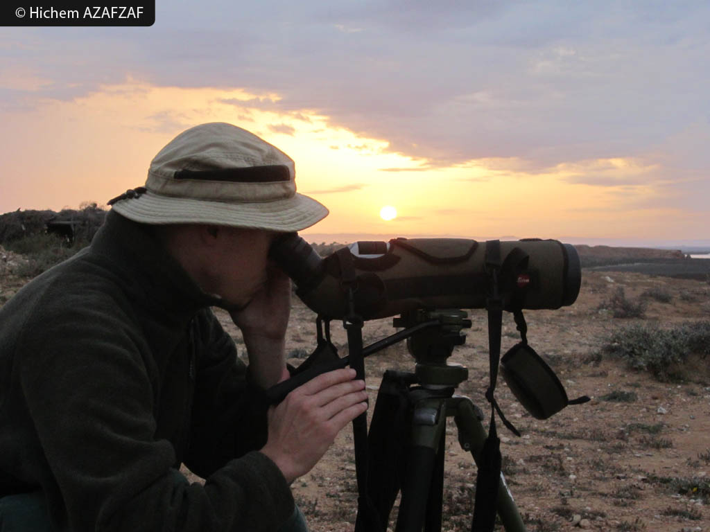 census of tunisian waterbirds