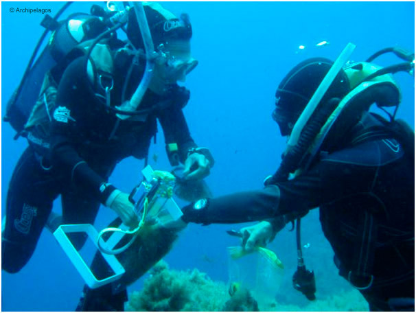 Dive surveys of coralligene habitats