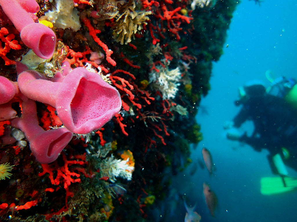 Buzo coral 2025